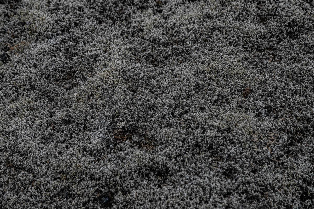 Side-by-side comparison of flat berber showing visible footprints vs. textured berber hiding wear patterns